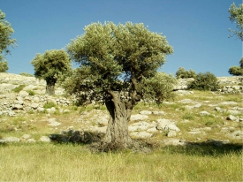 Oliveira com todos os benefícios do azeite de oliva para o cabelo, pele e saúde em geral. Dicas de beleza valiosas das gregas.
